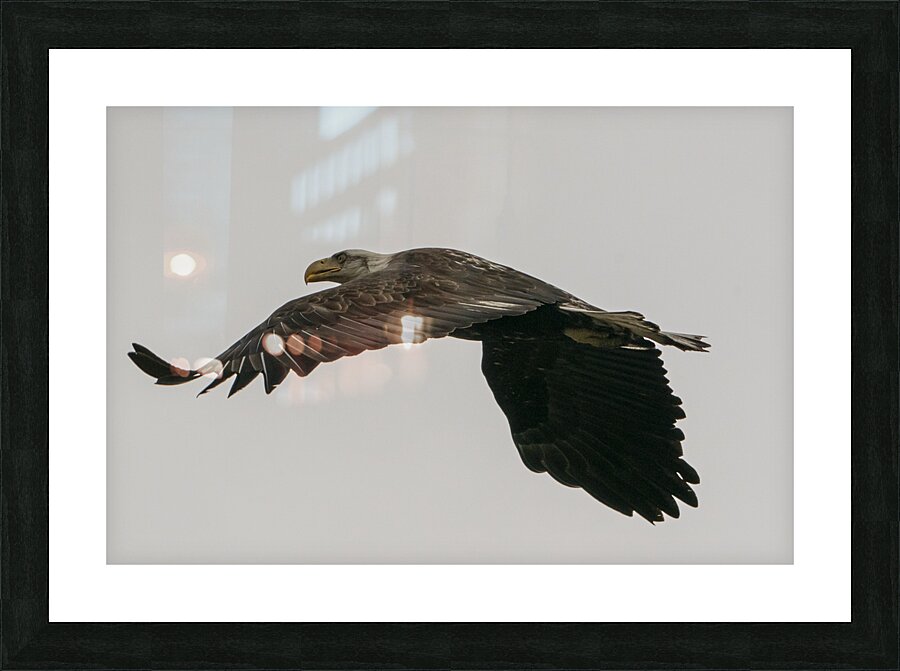 IMG 6945 Picture Frame print