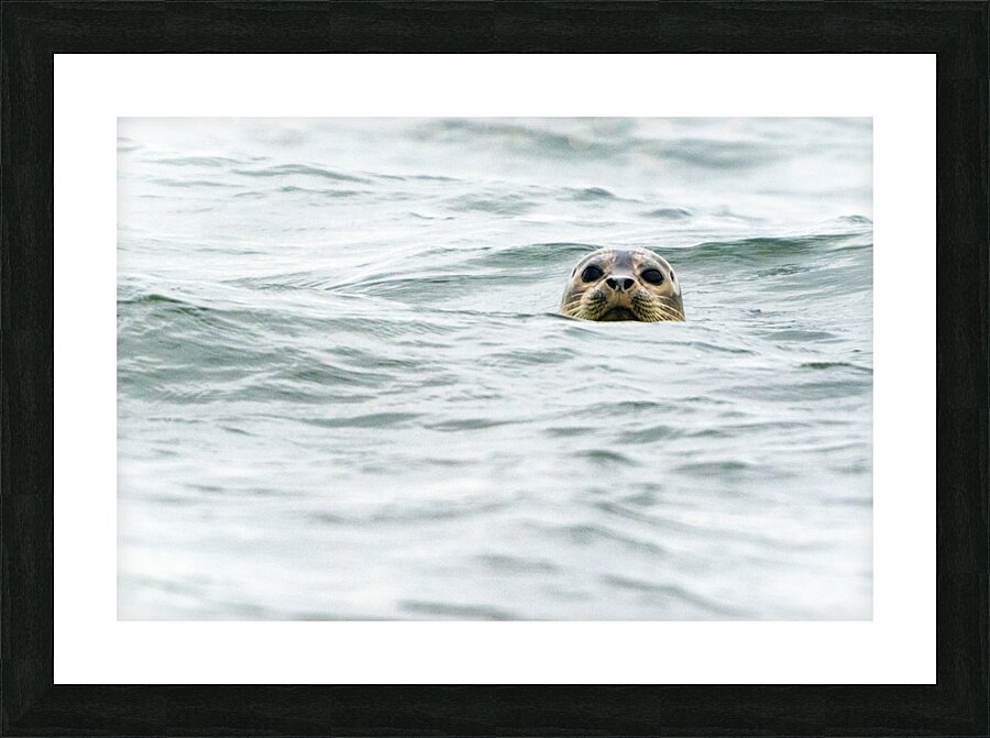 IMG 6949 Picture Frame print