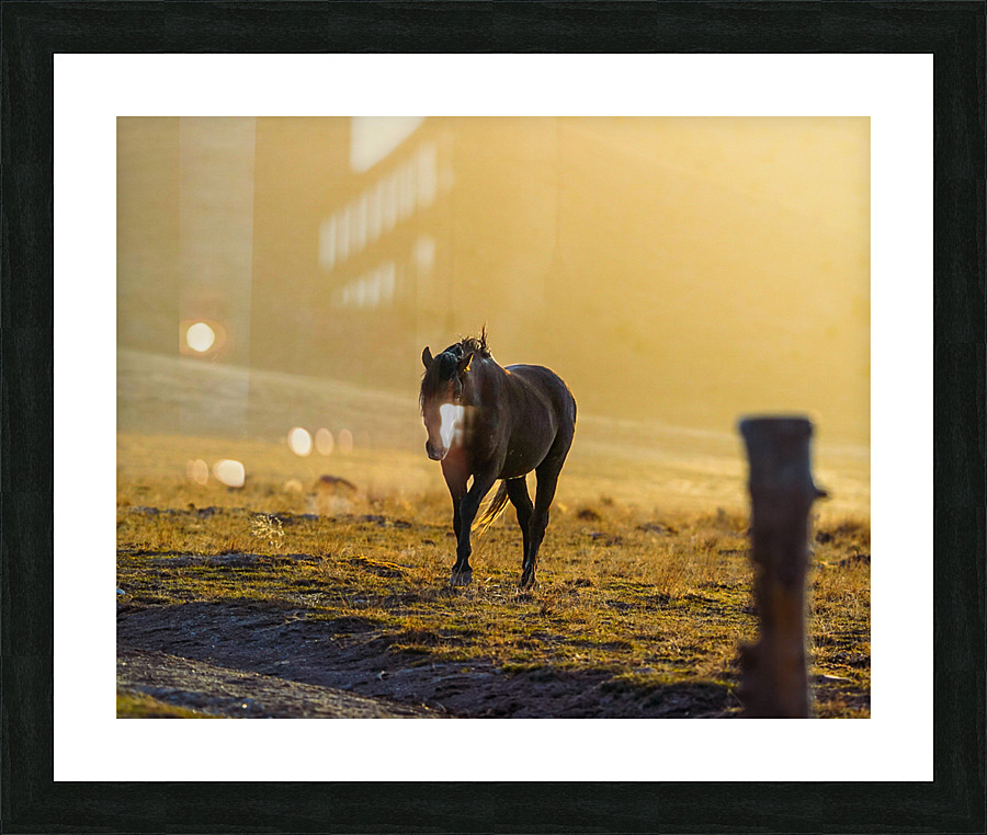  Wildhorse At Sunset Picture Frame print
