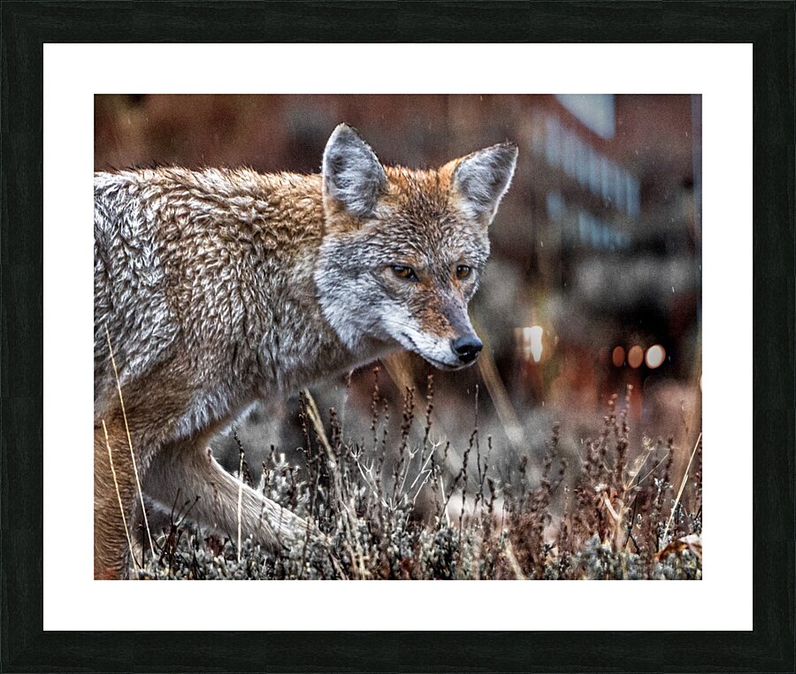 Watching Me Picture Frame print