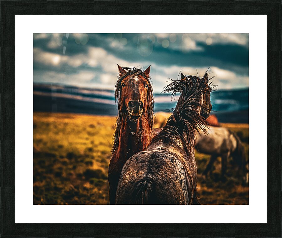 Wild Horse  Picture Frame print