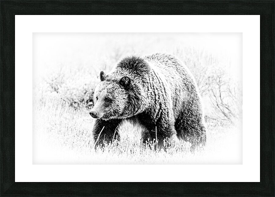 Yellowstone Griz Picture Frame print