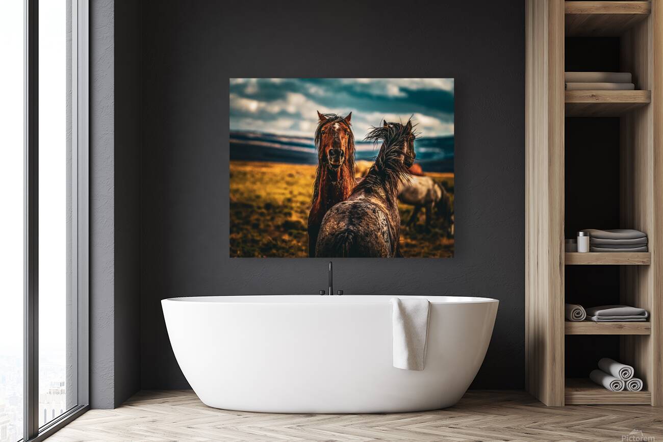 Wild Horse  Reproduction