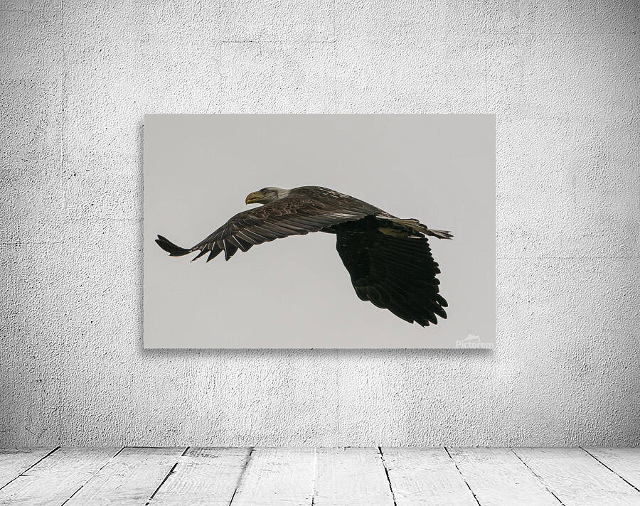 IMG 6945 Wall Preview