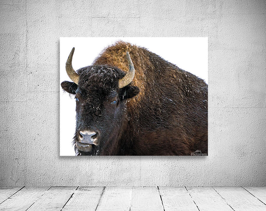 Winter Buffalo 2 Wall Preview