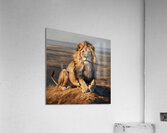 King of the Savannah: The Greatness and Majesty of the Lion  Acrylic Print