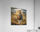 The greatness of the lion: a symbol of power and prestige Acrylic Print