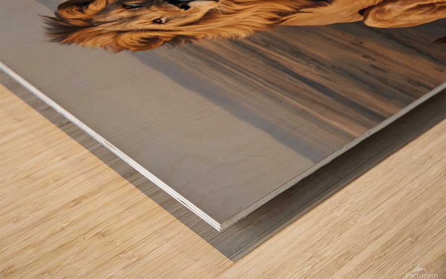 King of the Savannah: The Greatness and Majesty of the Lion  Wood print