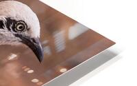 Babbler Bare cheeked  HD Metal print