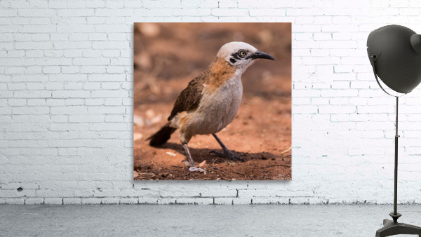 Babbler Bare cheeked  Wall Preview