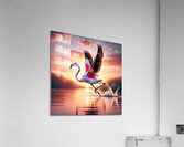 Flamant prenant son envol Acrylic Print