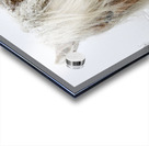 Wild Pony of Grayson Highlands Acrylic print