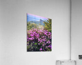 Magical Morning  Acrylic Print