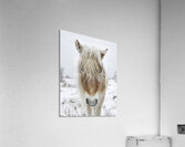 Wild Pony of Grayson Highlands Acrylic Print