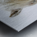 Wild Pony of Grayson Highlands Metal print