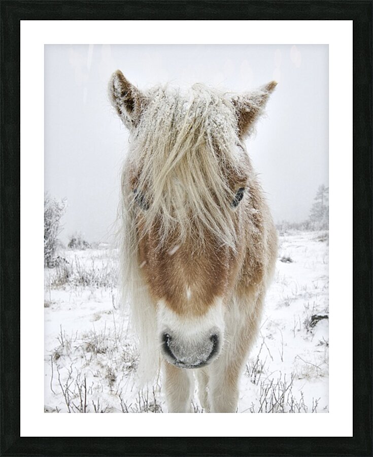 Wild Pony of Grayson Highlands Picture Frame print