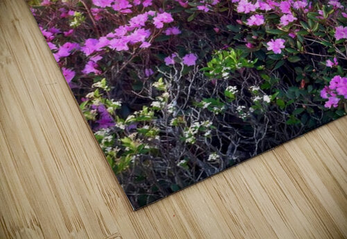 Magical Morning  Joseph Nitti puzzle