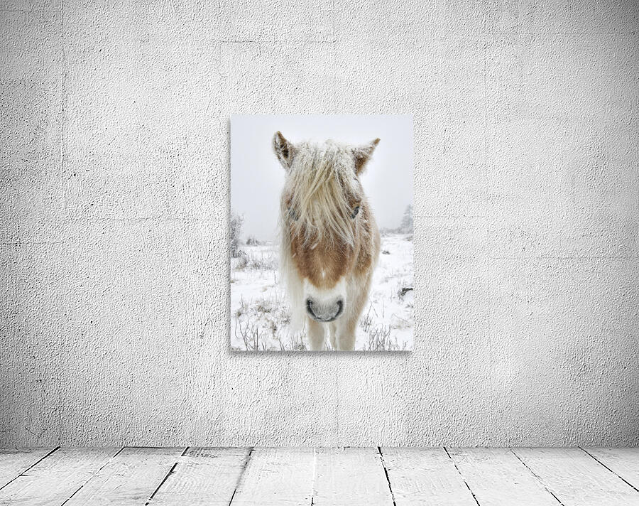 Wild Pony of Grayson Highlands Wall Preview