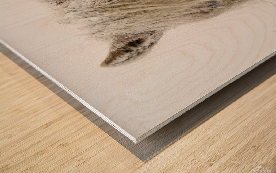 Wild Pony of Grayson Highlands Wood print