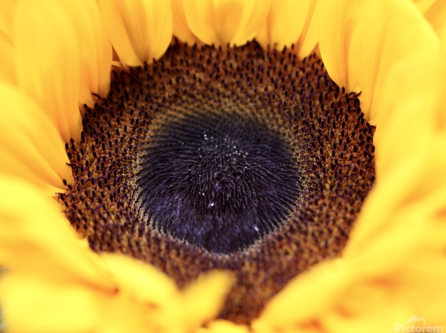 Inside a sunflower by Star 14 Wall Art