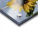 Tall sunflower Acrylic print