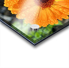 Wet flower head Acrylic print