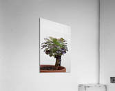 Tiny tree Acrylic Print