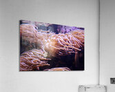 Flows Acrylic Print