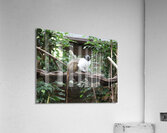Monkey Acrylic Print
