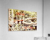 Red panda napping Acrylic Print