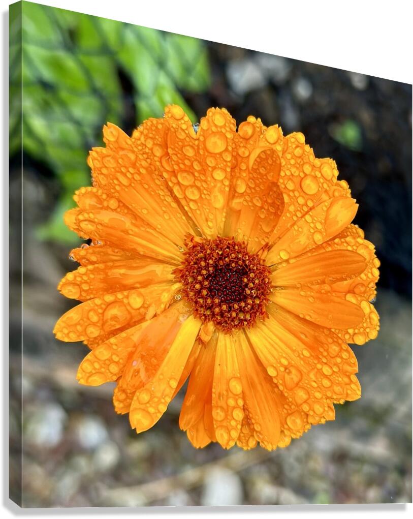 Wet flower head Canvas Print