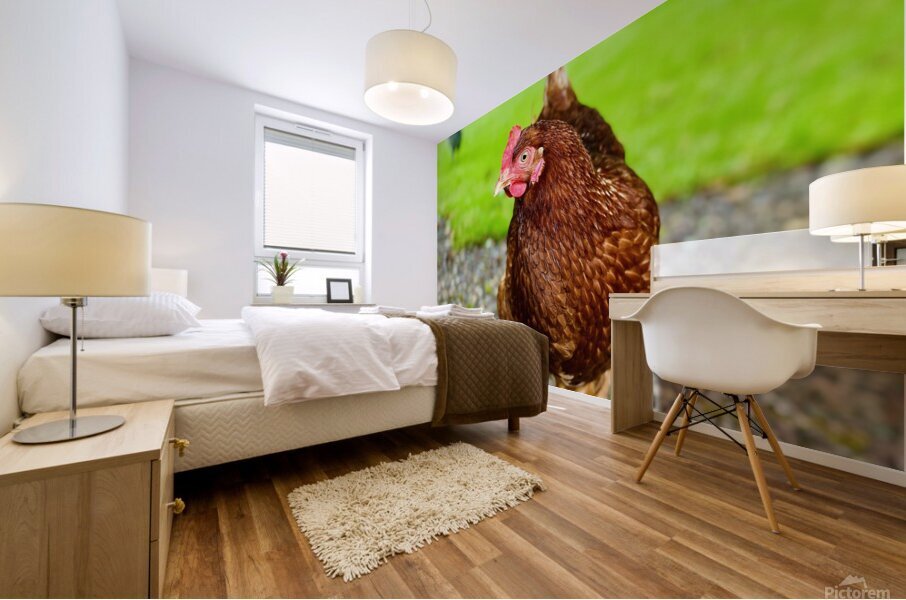 Hen portrait Mural print