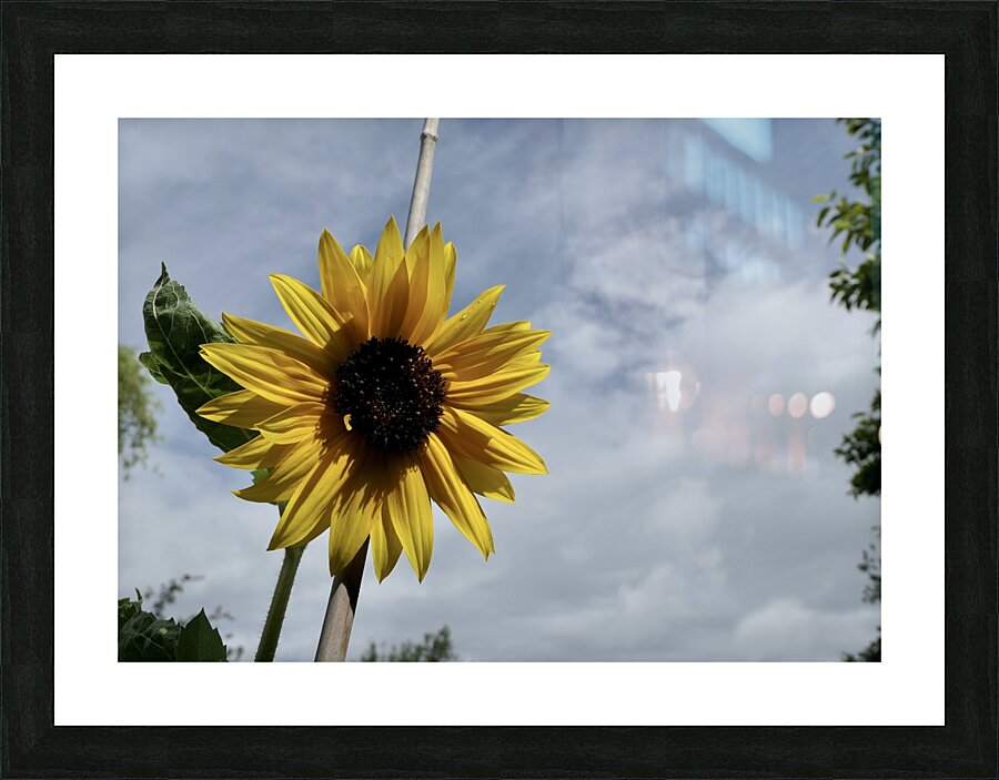 Tall sunflower Picture Frame print