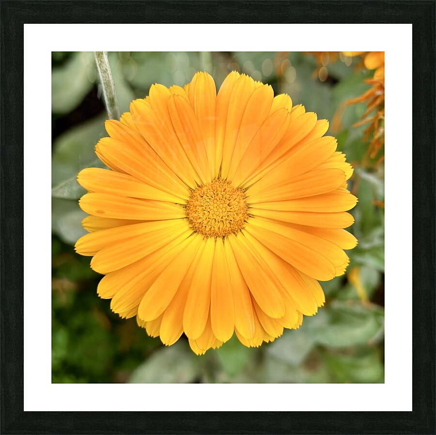 Flower head Picture Frame print