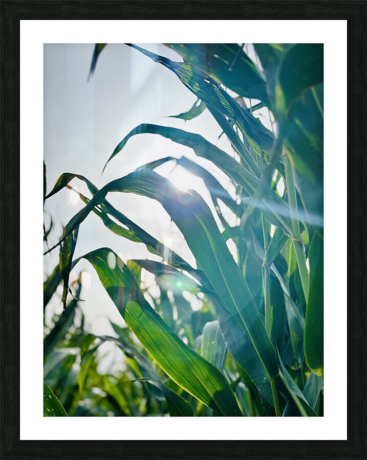 Sweetcorn plants Picture Frame print