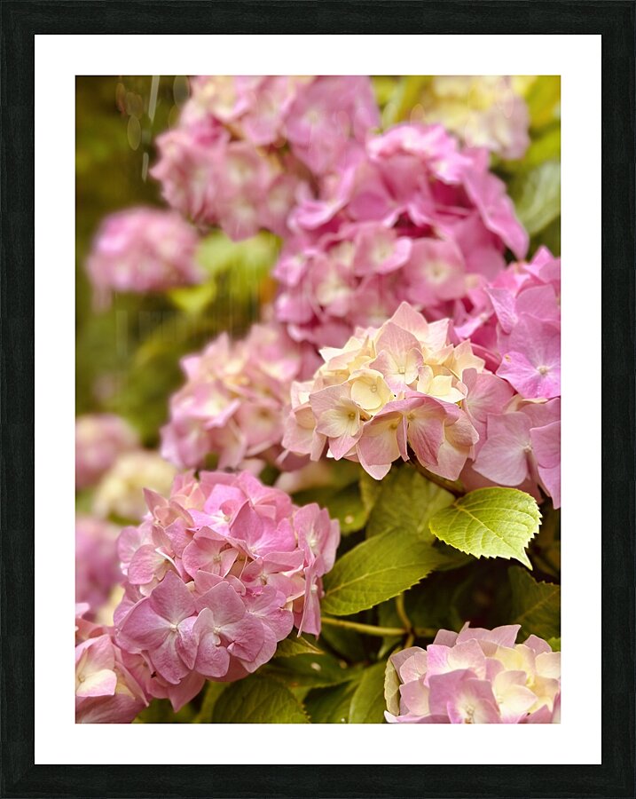 Pink hydrangea Picture Frame print