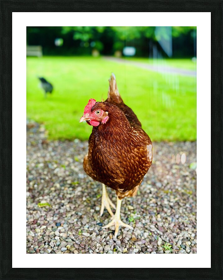 Hen portrait Picture Frame print