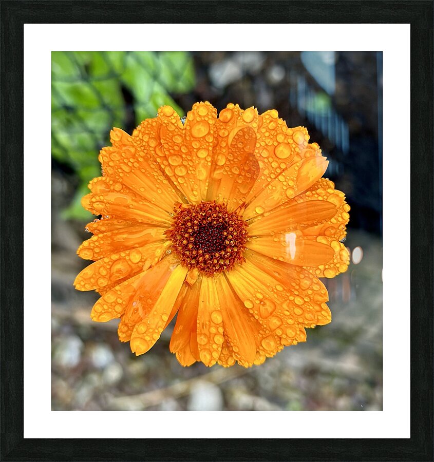 Wet flower head Picture Frame print