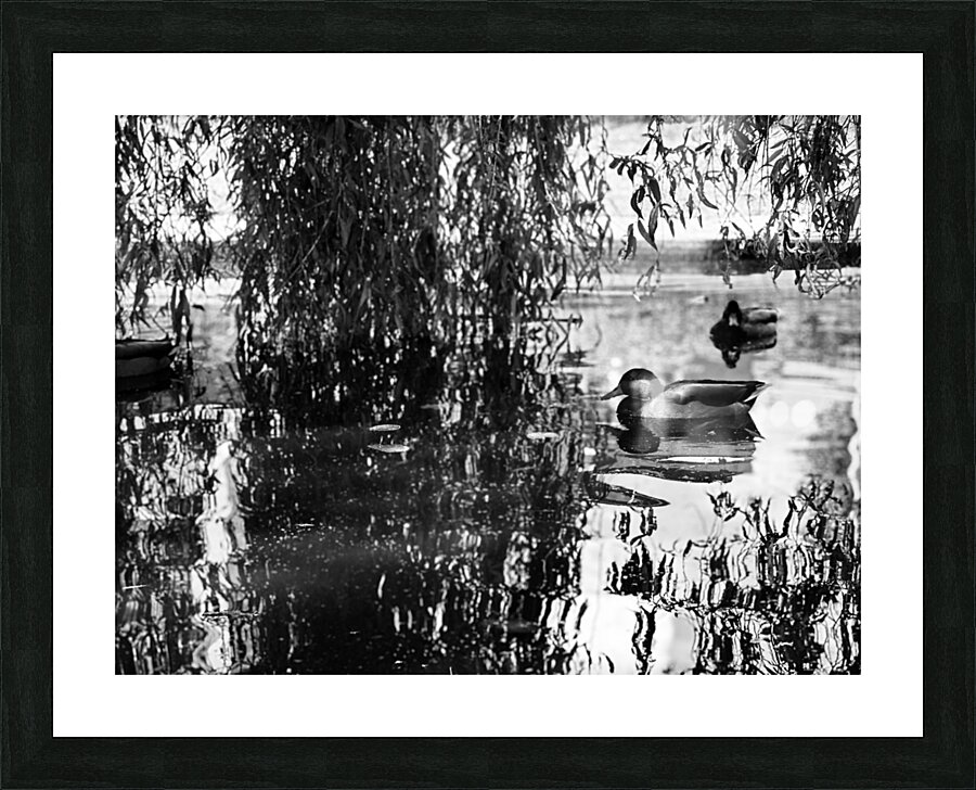 Duck reflections Picture Frame print