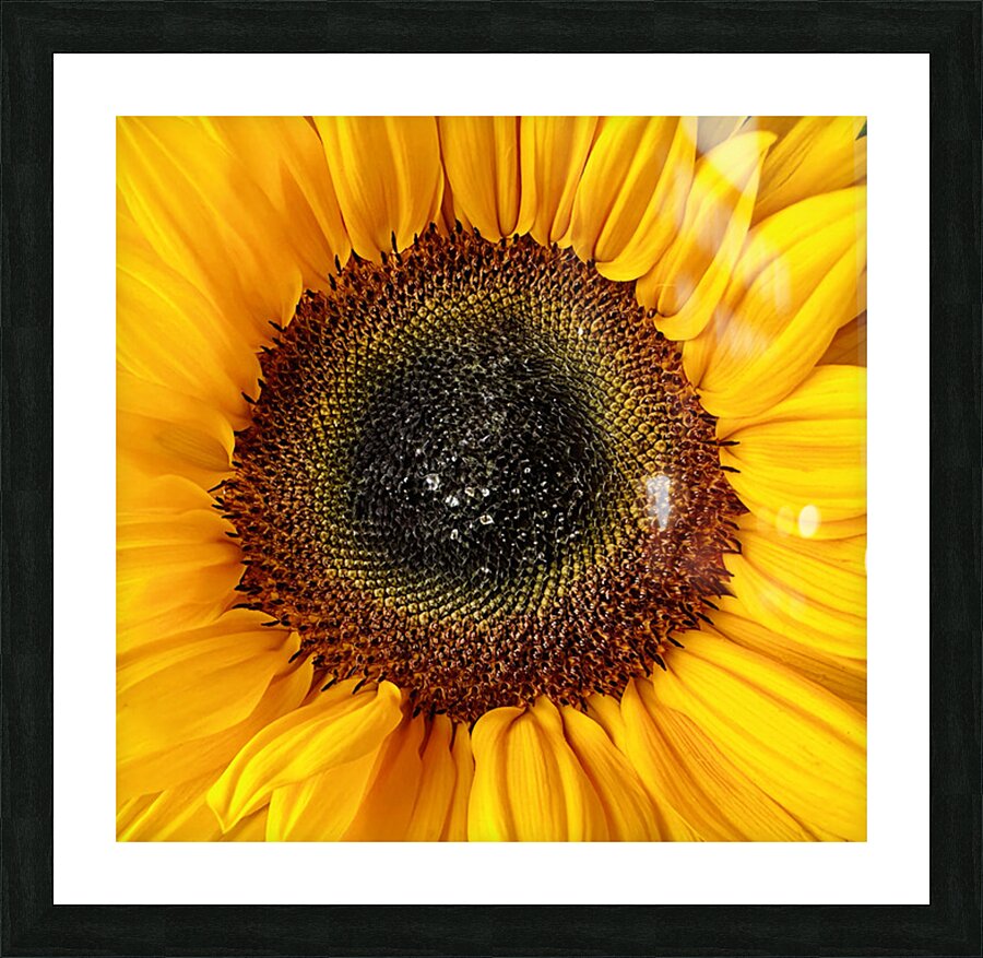 sunflower Picture Frame print