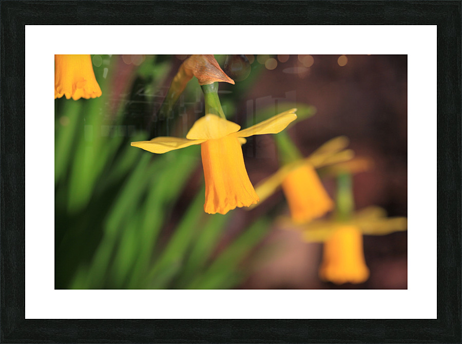 Daffodils Picture Frame print