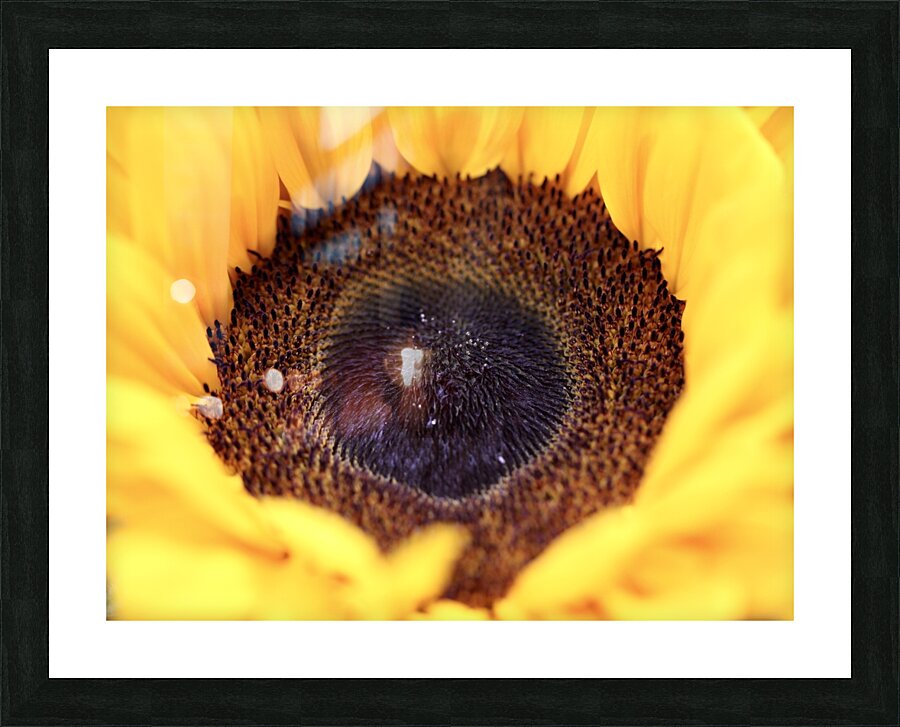 Inside a sunflower Picture Frame print