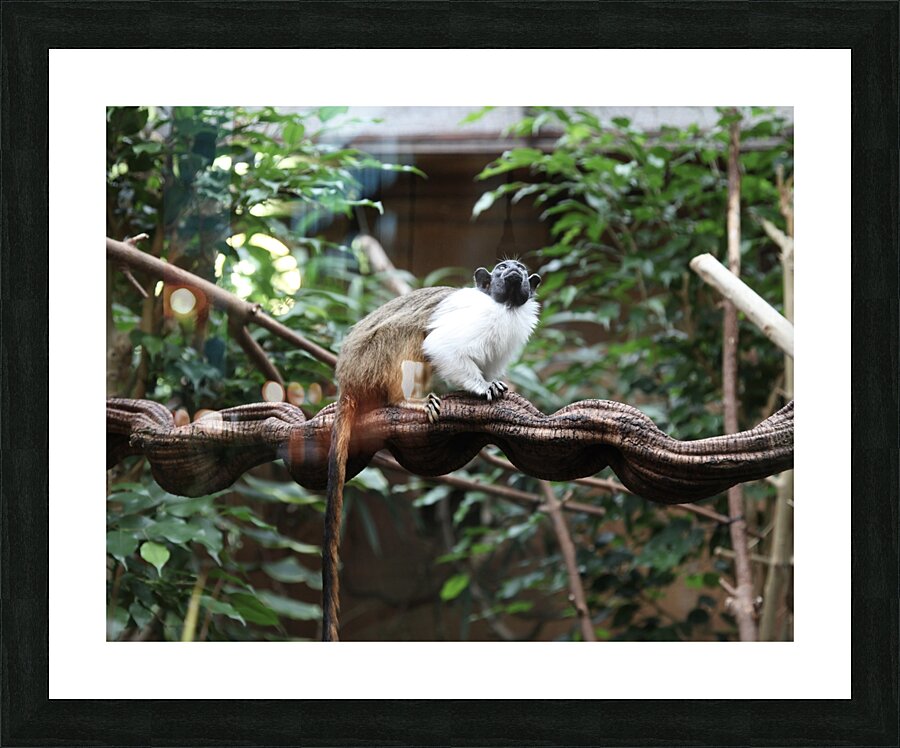 Monkey Picture Frame print