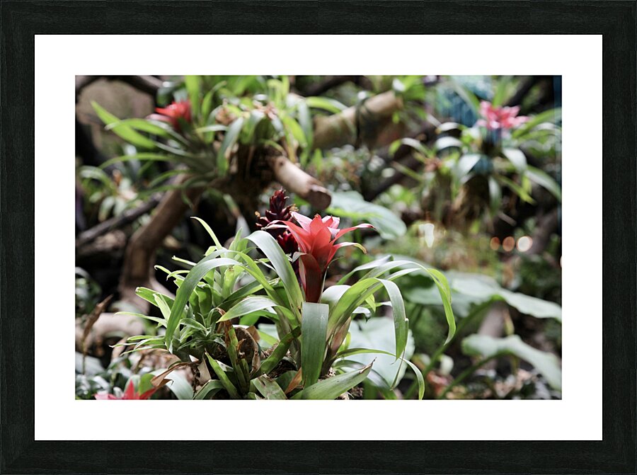 Flowers Picture Frame print