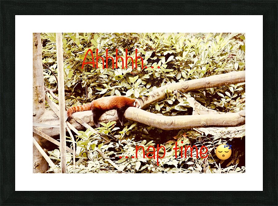 Red panda napping Picture Frame print