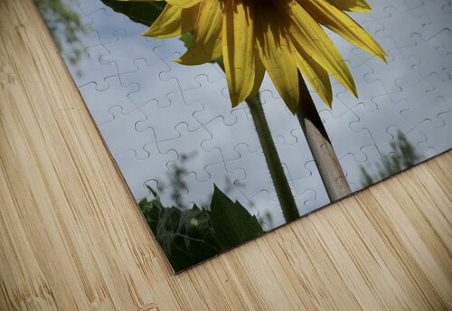 Tall sunflower Star 14 puzzle