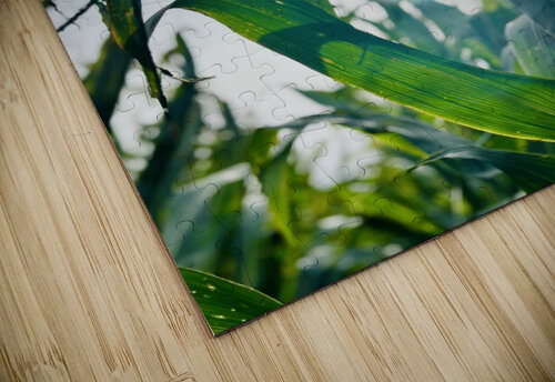 Sweetcorn plants Star 14 puzzle