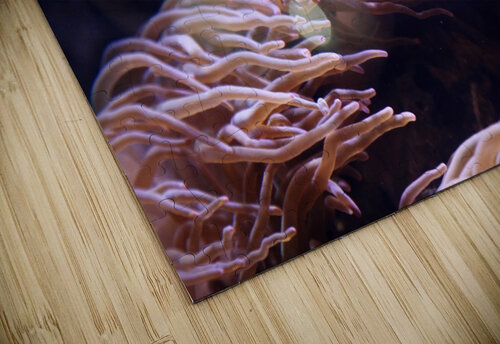 Flows Star 14 puzzle