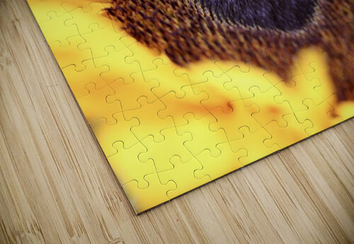 Inside a sunflower Star 14 puzzle