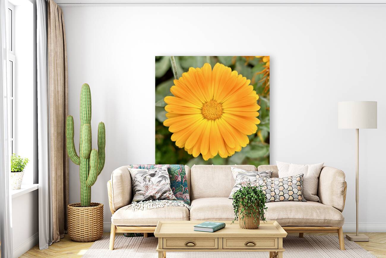 Flower head Reproduction